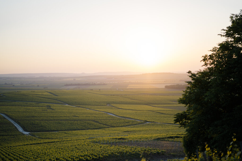 Champagne Vineyard proposal