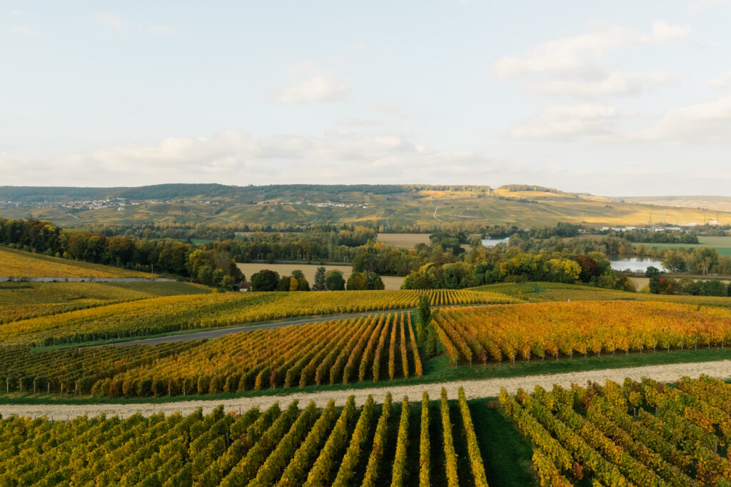 Champagne Vineyards in the Fall